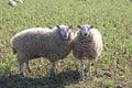 Sheep grazing in field at laming time In spring In North Yorkshire UK Royalty Free Stock Photo