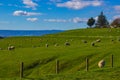 Sheep Grazing in a Field in Matamata, New Zealand