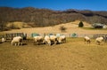 Sheep Grazing in a Field with a Mountain Background