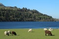 Sheep grazing in field near lake against backdrop of forest and blue skies Royalty Free Stock Photo