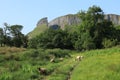 Sheep grazing near Eagles Rock, County Leitrim, Ireland