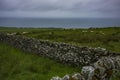 Sheep grazing in a field during a rainy day Royalty Free Stock Photo