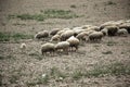 Sheep grazing field Royalty Free Stock Photo