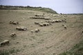 Sheep grazing field Royalty Free Stock Photo