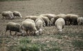 Sheep grazing field Royalty Free Stock Photo