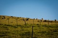 Sheep grazing in the field Royalty Free Stock Photo