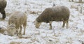 Sheep grazing in field in snow Royalty Free Stock Photo