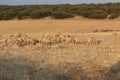 Sheep grazing in the fields of Andalusia Royalty Free Stock Photo