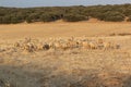 Sheep grazing in the fields of Andalusia Royalty Free Stock Photo