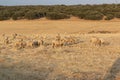 Sheep grazing in the fields of Andalusia Royalty Free Stock Photo