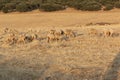 Sheep grazing in the fields of Andalusia Royalty Free Stock Photo