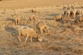 Sheep grazing in the fields of Andalusia Royalty Free Stock Photo