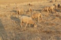 Sheep grazing in the fields of Andalusia Royalty Free Stock Photo