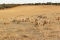 Sheep grazing in the fields of Andalusia Royalty Free Stock Photo