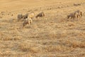 Sheep grazing in the fields of Andalusia Royalty Free Stock Photo