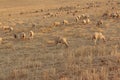 Sheep grazing in the fields of Andalusia Royalty Free Stock Photo
