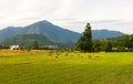 Sheep grazing in the fields of Los Rios Region, Valdivia zone, in southern Chile, Araucania Andean Royalty Free Stock Photo