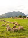 Sheep grazing in the fields of Los Rios Region, Valdivia zone, in southern Chile, Araucania Andean Royalty Free Stock Photo