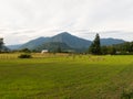 Sheep grazing in the fields of Los Rios Region, Valdivia zone, in southern Chile, Araucania Andean Royalty Free Stock Photo