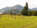 Sheep grazing in the fields of Los Rios Region, Valdivia zone, in southern Chile, Araucania Andean Royalty Free Stock Photo