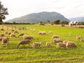 Sheep grazing in the fields of Los Rios Region, Valdivia zone, in southern Chile, Araucania Andean Royalty Free Stock Photo