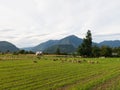 Sheep grazing in the fields of Los Rios Region, Valdivia zone, in southern Chile, Araucania Andean Royalty Free Stock Photo