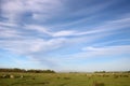 Sheep grazing in fields, Pilling, Lancashire, UK Royalty Free Stock Photo