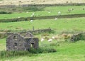 Sheep grazing in fields surrounded by dry stone walls with a ruined cottage in the foreground and clumps of high moorland grass