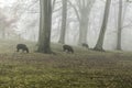 Sheep grazing in a foggy forest Royalty Free Stock Photo