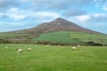 Sheep Grazing at the Foot of the Great Sugar Loaf, County Wicklow, Ireland Royalty Free Stock Photo