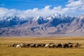 Sheep grazing at foot of Snow Mountain on Pamirs in Fall Royalty Free Stock Photo