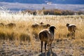 Sheep grazing at foot of Snow Mountain on Pamirs in Fall Royalty Free Stock Photo