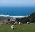 Sheep grazing in the foreground, in the background Sandfly Bay in Otago Peninsula near Dunedin in New Zealand Royalty Free Stock Photo