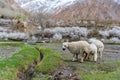 Sheep grazing grass in countryside landscape in northern rural area in Pakistan, in spring season Royalty Free Stock Photo