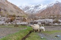 Sheep grazing grass in countryside landscape in northern rural area in Pakistan, in spring season