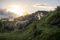 Sheep grazing in a grass field in sunset. New Zealand. Copy space provided. Royalty Free Stock Photo