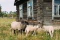 Sheep Grazing On Grass Near Old Russian Traditional Wooden House Royalty Free Stock Photo