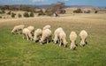 Sheep grazing on grass in New Zealand Royalty Free Stock Photo