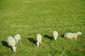 sheep grazing on grass Royalty Free Stock Photo