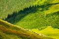 sheep grazing on grassy hillside Royalty Free Stock Photo