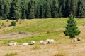 sheep grazing on the grassy meadow near the forest Royalty Free Stock Photo