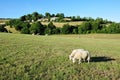 Sheep Grazing in a Green Field Royalty Free Stock Photo