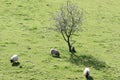 Sheep grazing green grass  in the mountains Royalty Free Stock Photo