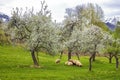 Sheep grazing green grass under flowering trees in the mountains Royalty Free Stock Photo