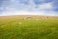 Sheep grazing on a green hillside Royalty Free Stock Photo