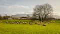 Sheep grazing in a green lowland Scottish field, on a cloudy winter day Royalty Free Stock Photo