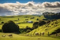 Sheep grazing on a green meadow in the countryside of New Zealand, New Zealand, North Island, Waikato Region. Rural landscape near