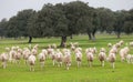 Sheep grazing on a green meadow Royalty Free Stock Photo