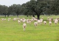 Sheep grazing on a green meadow Royalty Free Stock Photo