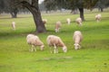 Sheep grazing on a green meadow Royalty Free Stock Photo